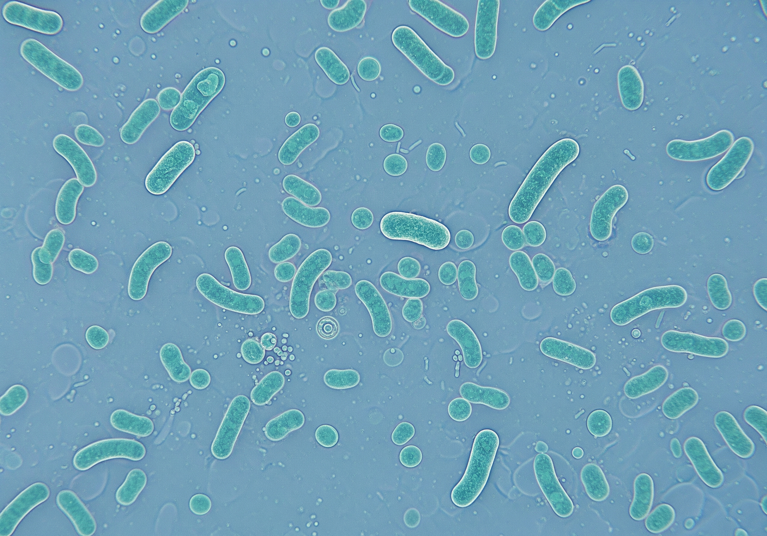 Imagem microscópica da bactéria Legionella